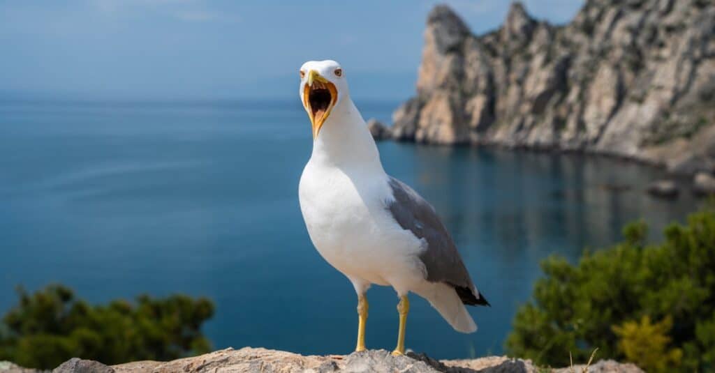 screaming seagull