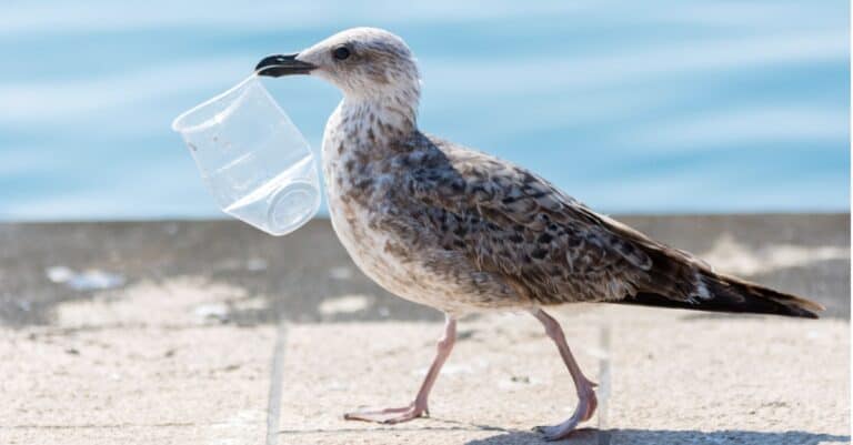 seagull walking with plastic cup in beak