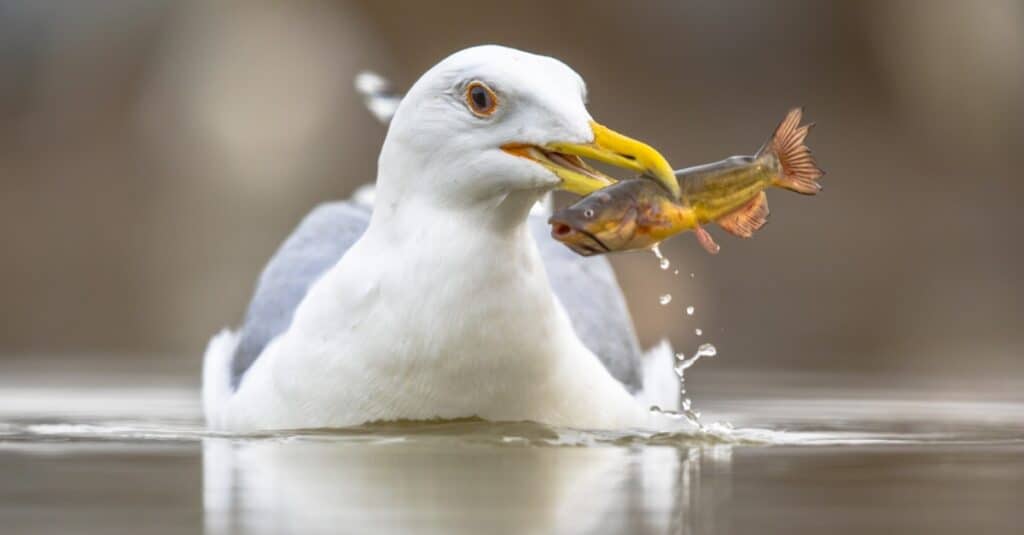 seagull with fish in mouth