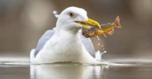 Seagull Lifespan: How Long Do Seagulls Live? Picture