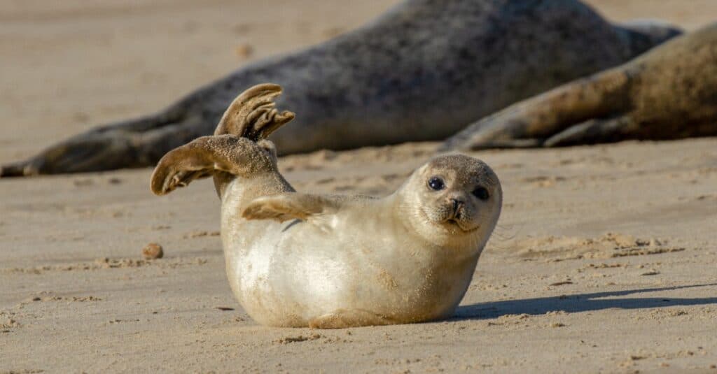 seal-pup-playing