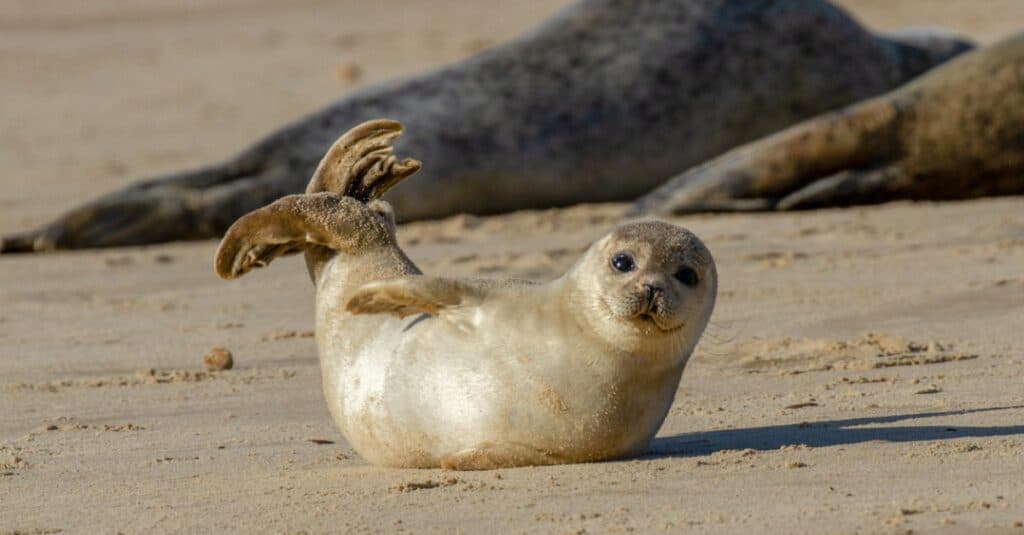 What’s a Baby Seal Called & 5 More Amazing Facts! - A-Z Animals