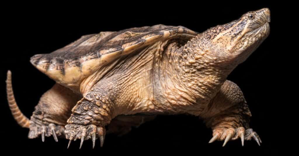 Oldest Snapping Turtle - Isolated Snapping Turtle