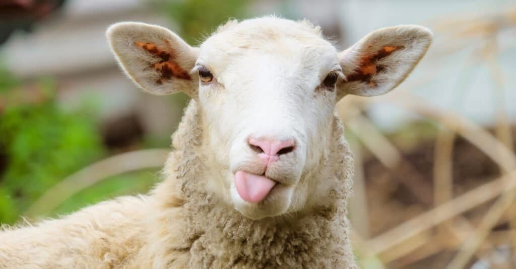 close up of a sheep sticking its tongue out