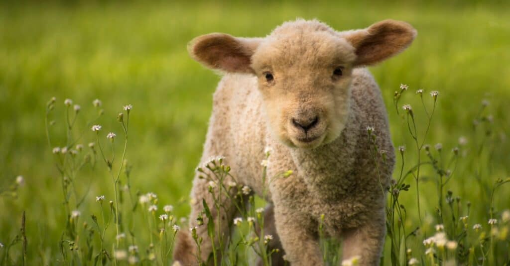 What Do Lambs Eat?