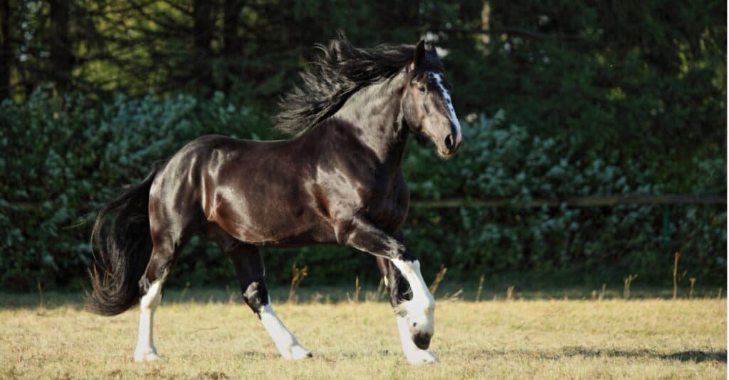 shire horse vs clydesdale