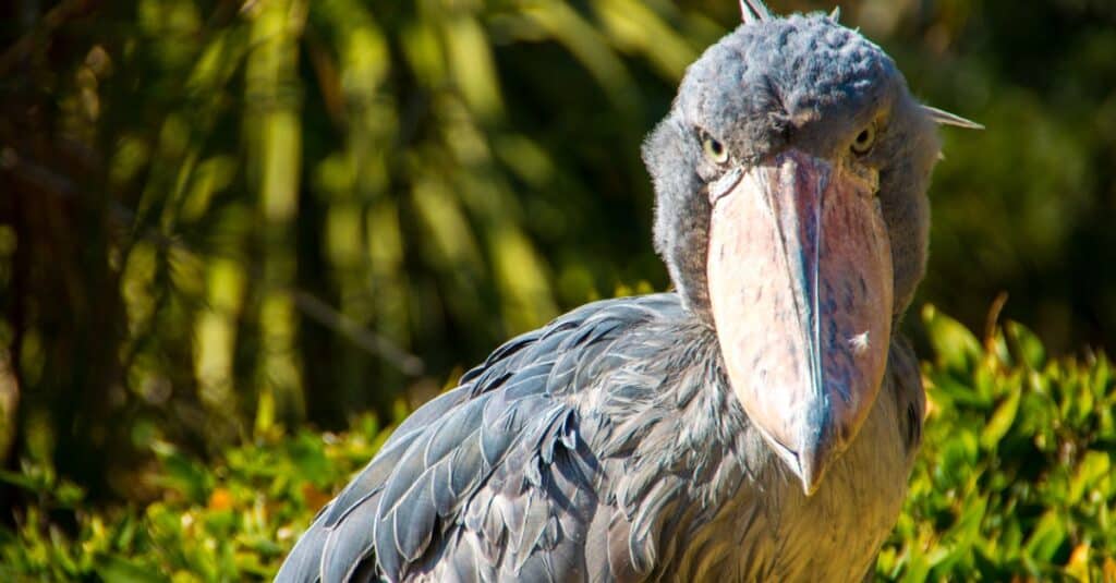 close up of a shoebill stork