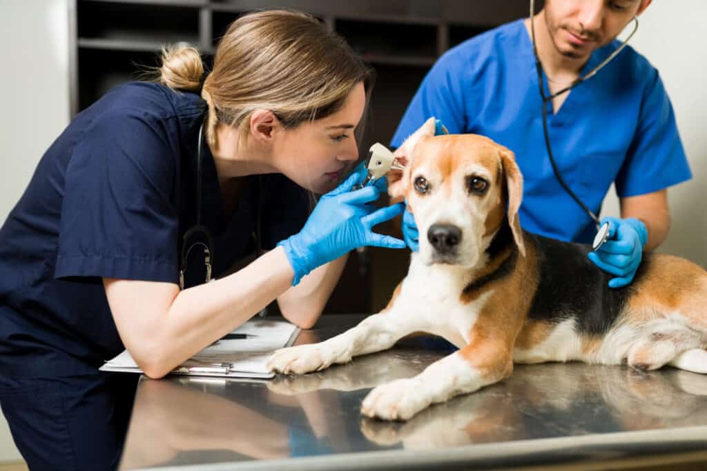 Veterinaria che usa un otoscopio per esaminare l'orecchio di un bellissimo cane beagle.  Animale domestico malato e carino seduto al lettino dell'esame presso la clinica degli animali