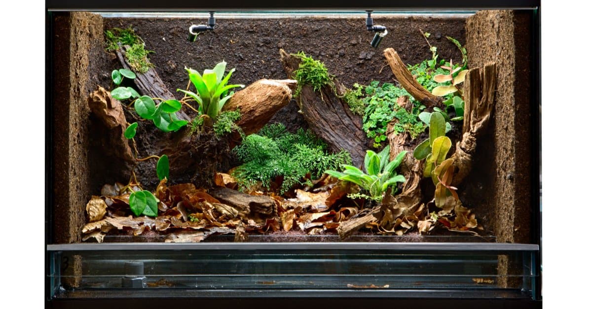 Tarantula Enclosures Which Tarantula Cage is Right For You? Reviewed