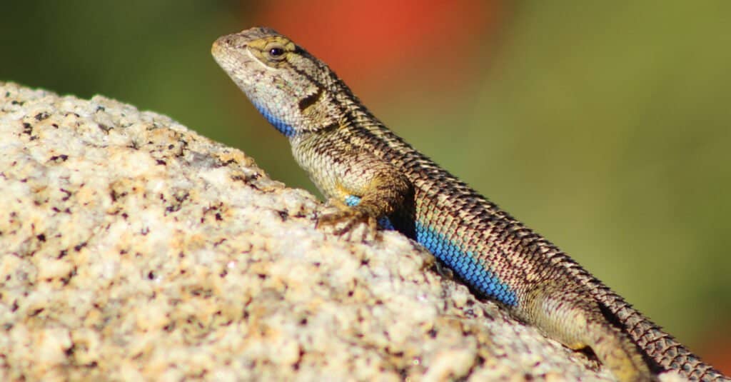 Lizard has BEAUTIFUL Blue Belly! 