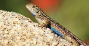 What Do Blue Belly Lizards Eat? Picture