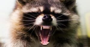 Raccoon Teeth: Everything You Need to Know Picture