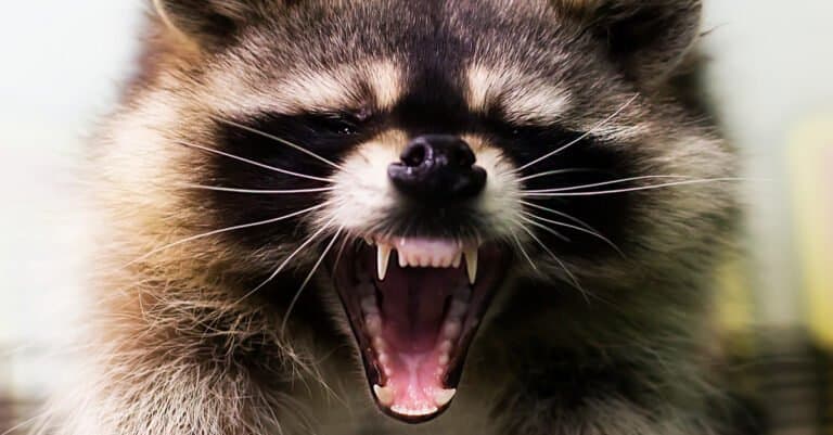 Raccoon Teeth - Raccoon with mouth open