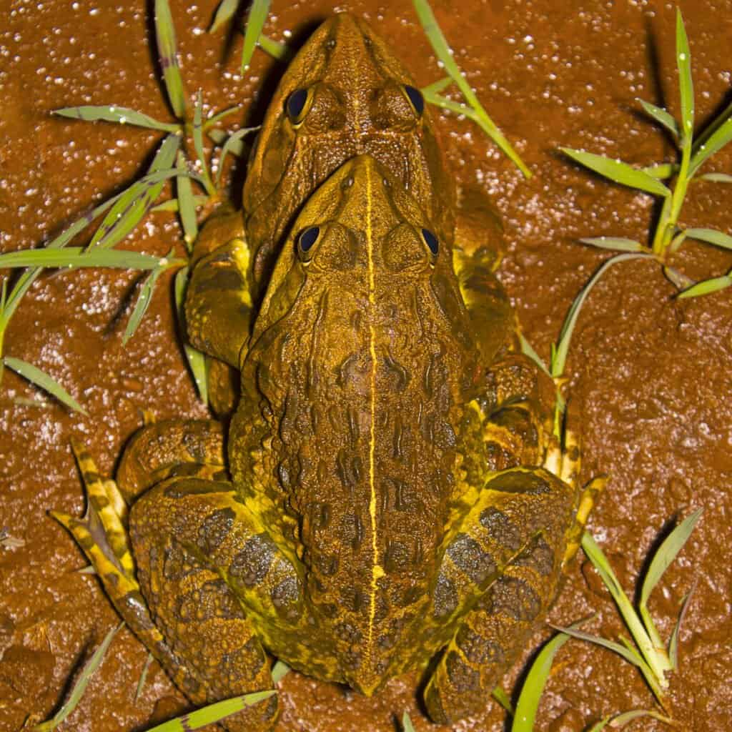 Largest Bullfrogs - Jerdon's Bullfrog