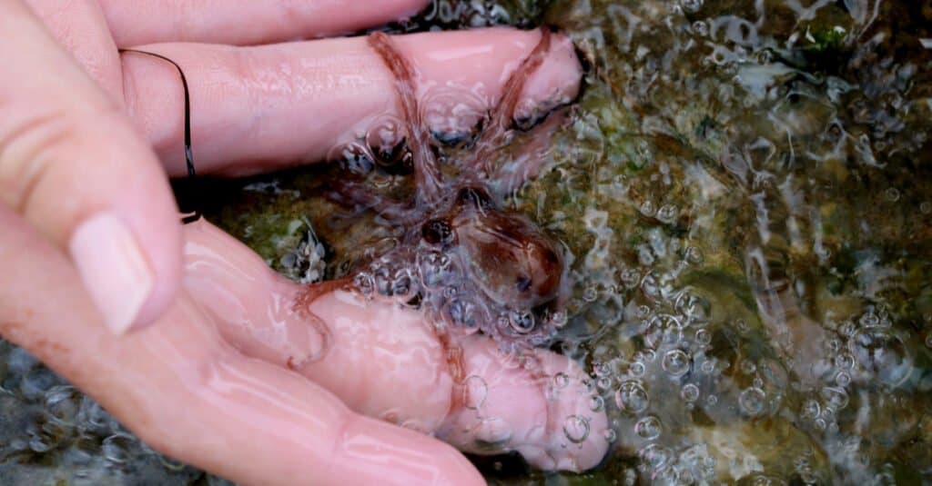 tiny baby octopus