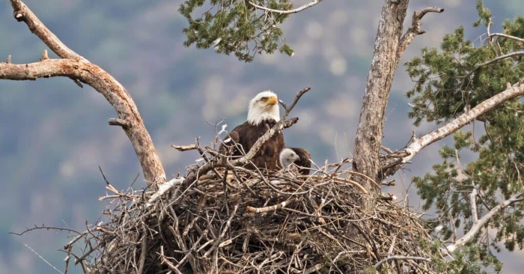 Bald Eagle Nest: 10 Fun Facts