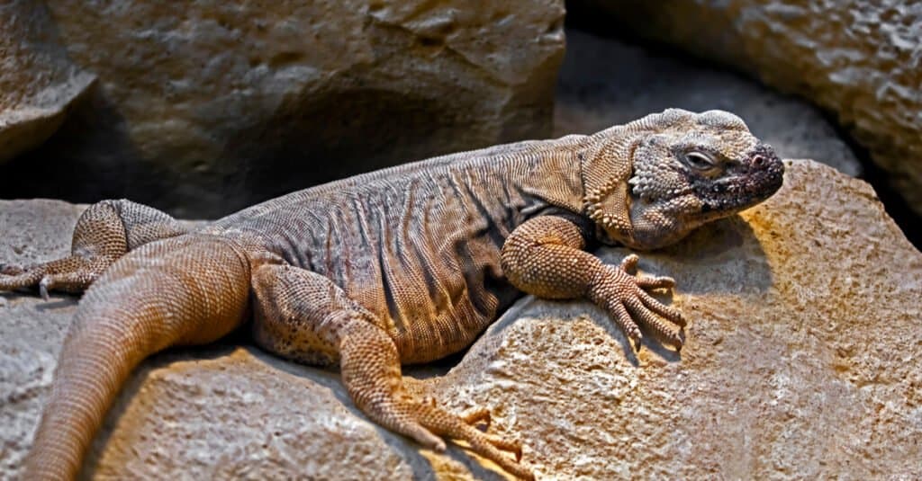 chuckwalla-lizard-lying-on-a-rock