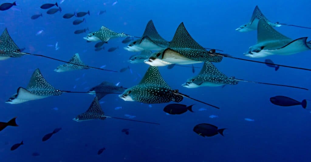 Largest stingrays - Eagle ray