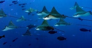 Eagle Ray vs Manta Ray: What are the Differences? Picture