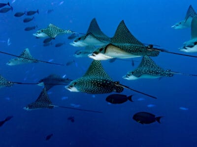 Eagle Ray Picture