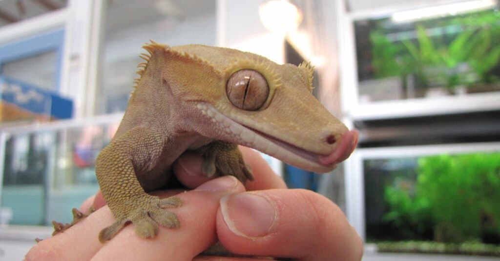 Crested Gecko Price - Crested Gecko in Store