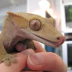 The crested gecko