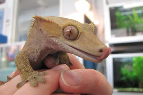The crested gecko