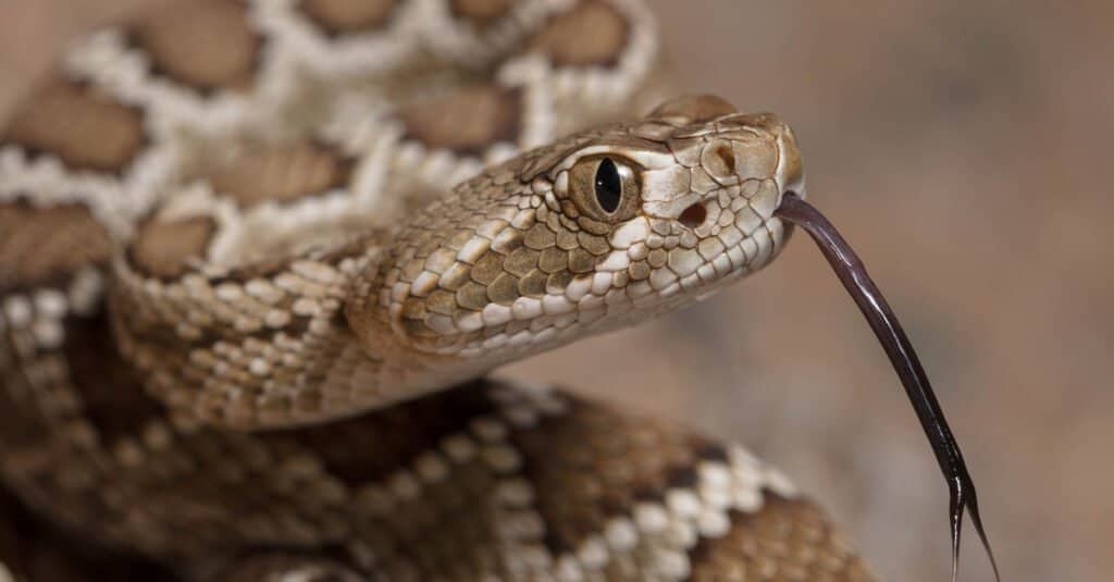 baby rattlesnake portrait