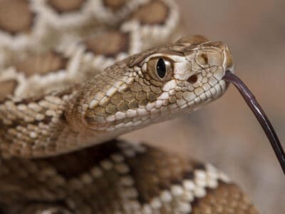 A Watch a Man Discover a Terrifying Nest of Rattlesnakes Under His Shed