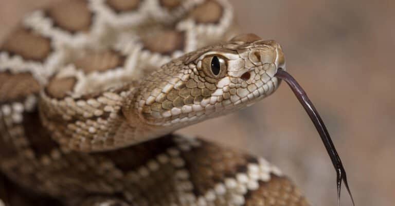 baby rattlesnake portrait