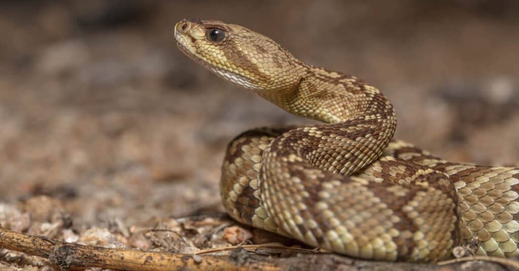 baby rattlesnake coiled