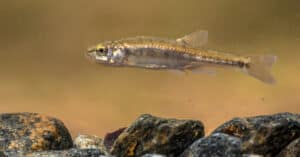 What Do Minnows Eat? Top Six Foods for Minnows Picture