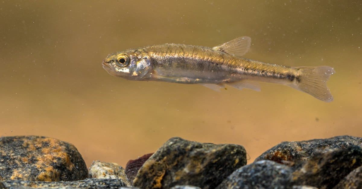 What Do Minnows Eat? Diet Facts & Care Tips