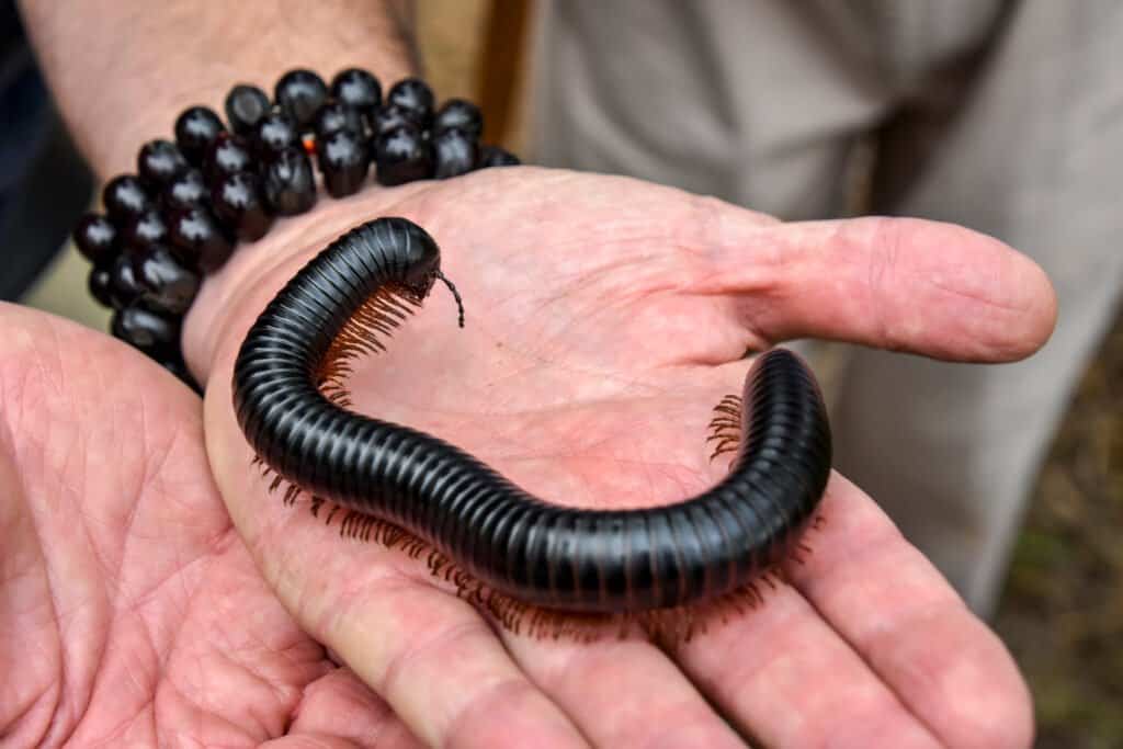 What Does a Millipede Eat?