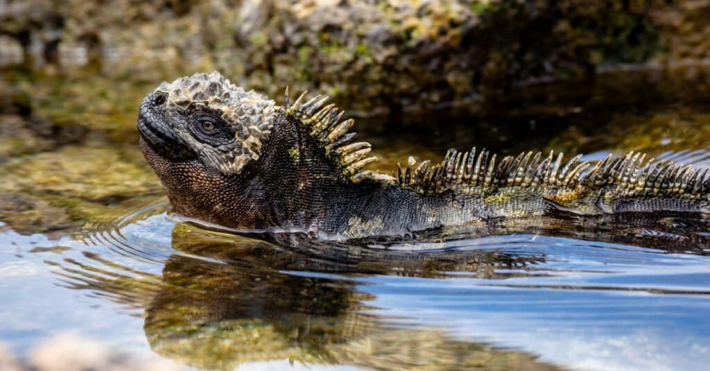 Marine iguana in water