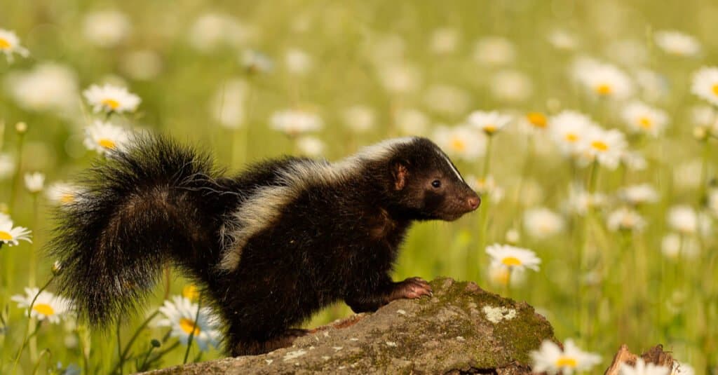 baby-skunk-in-a-ทุ่งดอกไม้