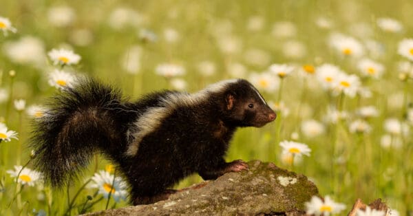 What’s a Baby Skunk Called + 4 More Amazing Facts! - A-Z Animals