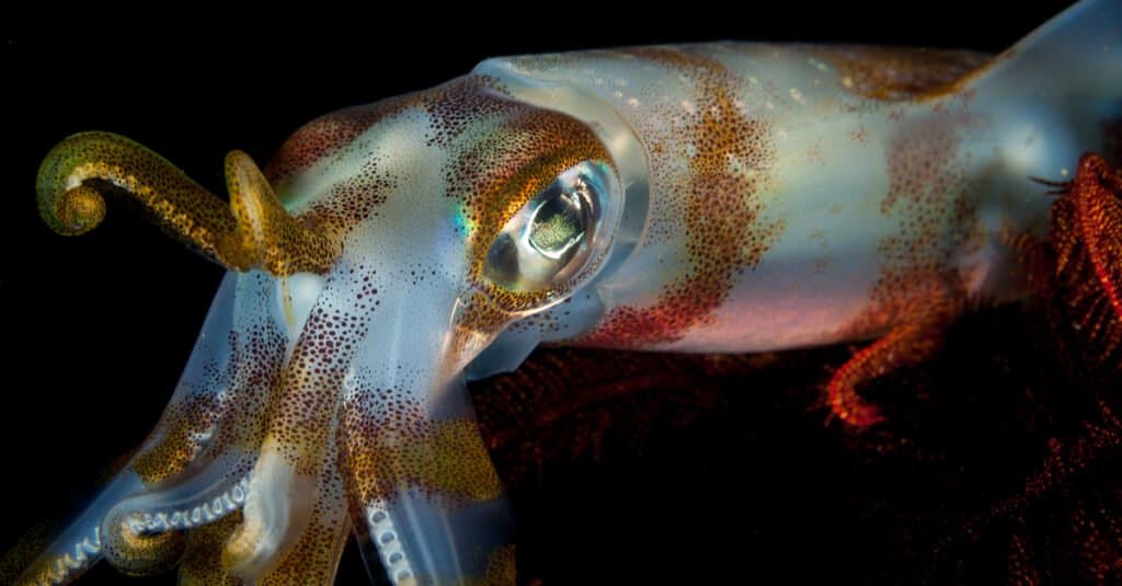 ปลาหมึกกินอะไร - Bigfin Reef Squid