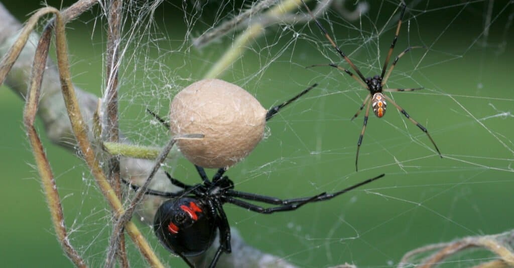 What Do Black Widows Eat - Male and Female Black Widow