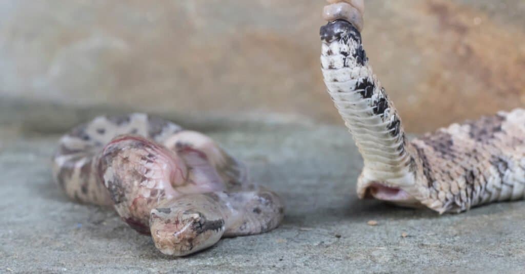 baby rattlesnake birth