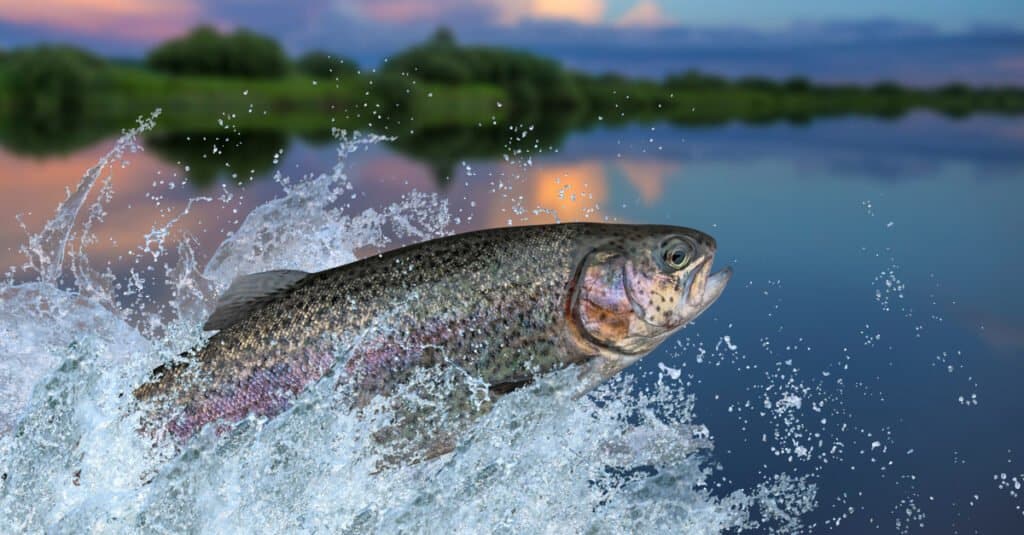 Rainbow Trout Bursting from Surface