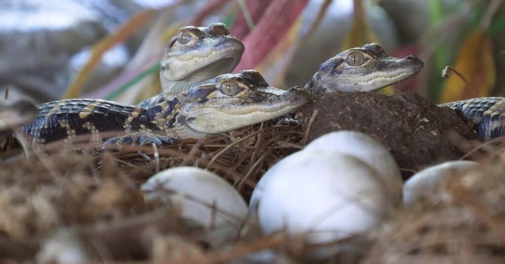 newborn baby alligator