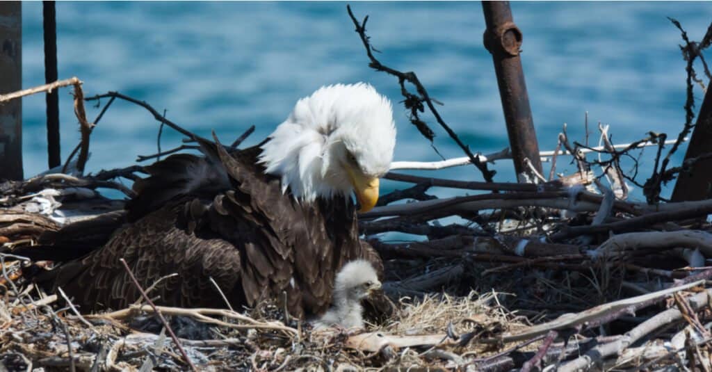 mother and baby eagle