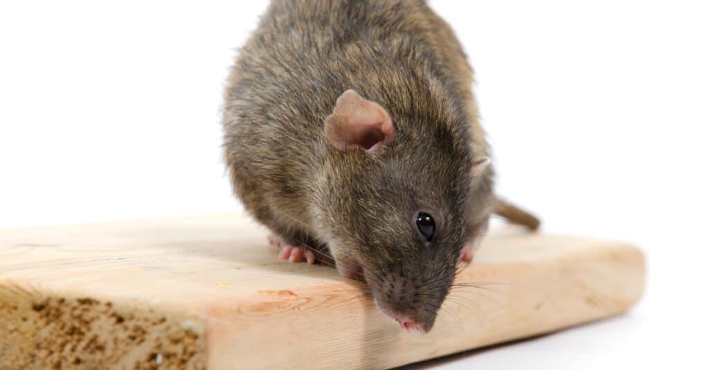 rat poop vs mouse poop