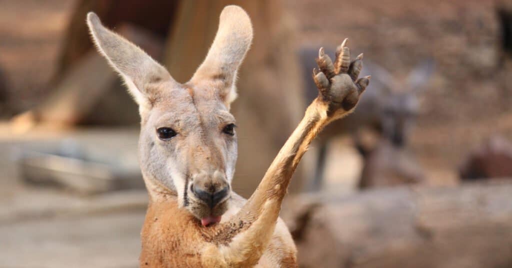 Kangaroo Paws, Hands &Claws: Everything You've Ever Wanted To Know - AZ  Animals