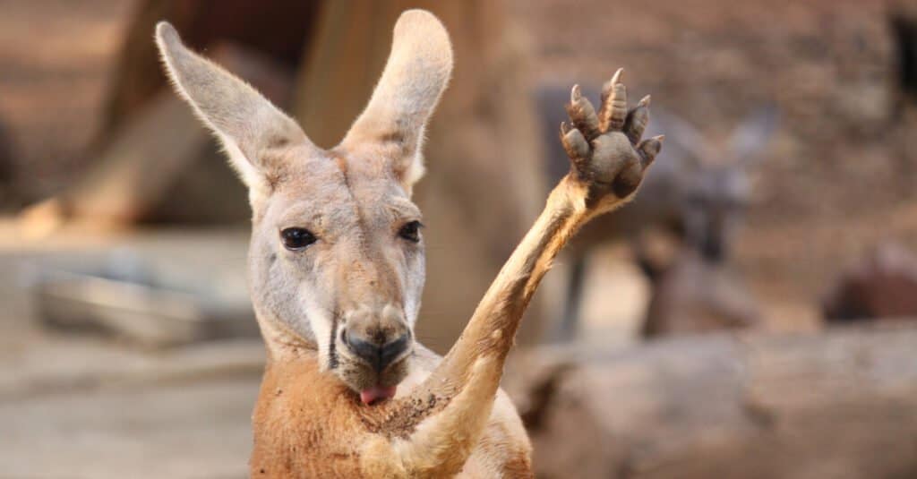 Kangaroo Paws, Hands &Claws: Everything You’ve Ever Wanted To Know ...