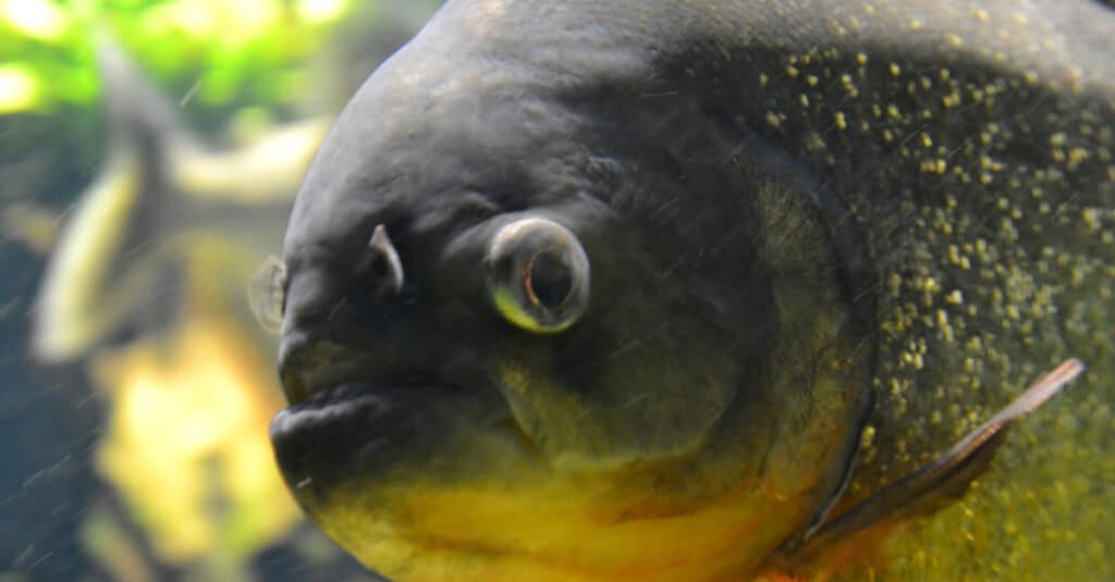 Largest Piranha - pygocentrus piraya (piraya piranha)