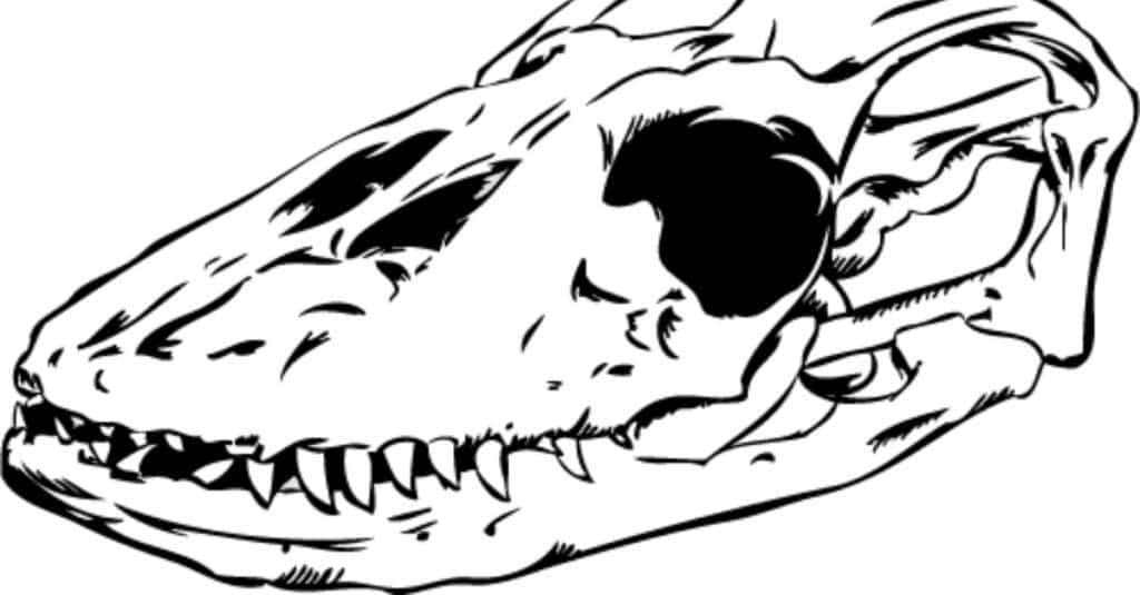 komodo dragon skull diagram