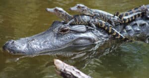 Alligator Infested Lake in Alabama photo
