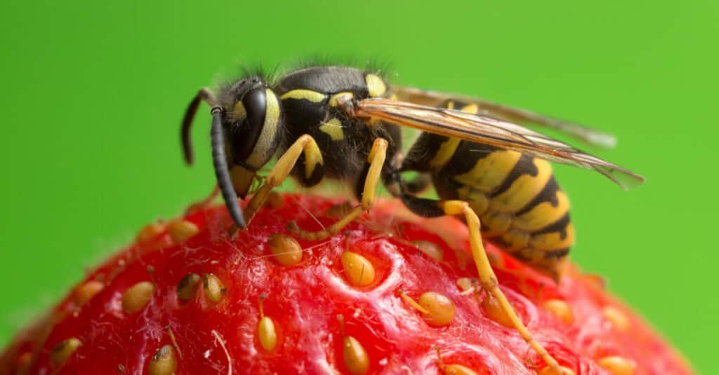 Types of Wasps in North Carolina Ranked by the Pain of Their Sting A